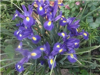 0a0322b3-Picture 003.jpg